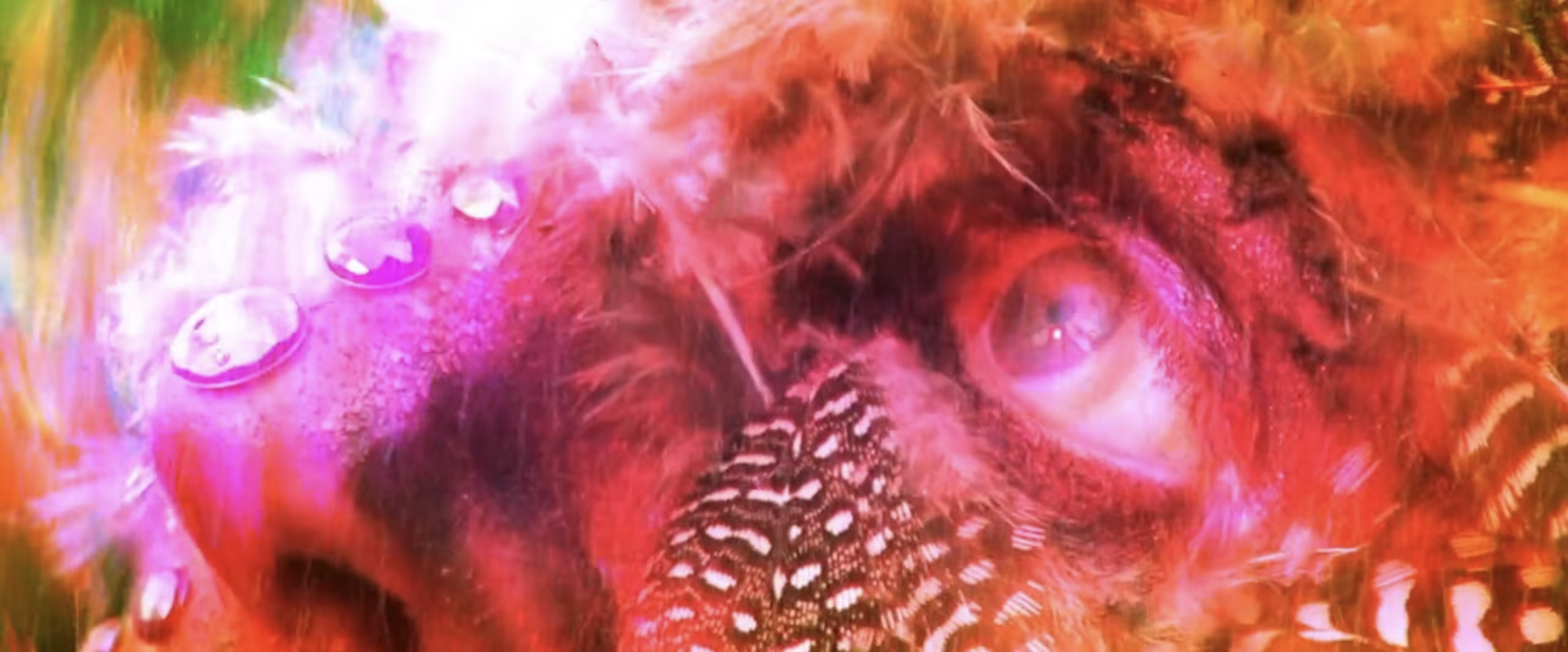 Close-up of a human eye surrounded by red, orange, and white feathers, with water droplets on the left side.